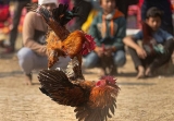 Đá gà thomo là gì? Top các điểm thu hút của đá gà thomo